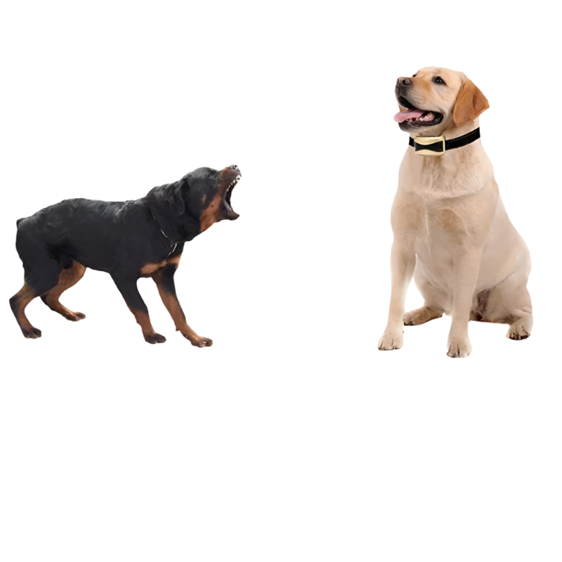 Dog Waterproof Rechargeable Anti Bark Collar