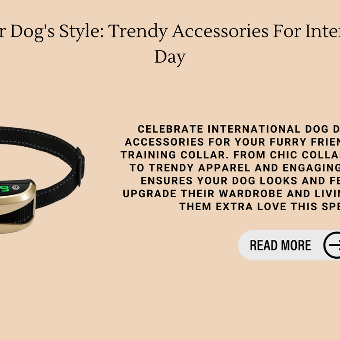 Upgrade Your Dog's Style: Trendy Accessories For International Dog Day