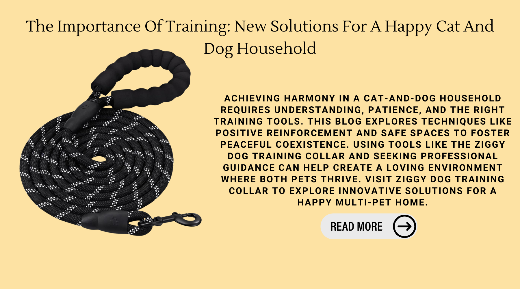 The Importance Of Training: New Solutions For A Happy Cat And Dog Household