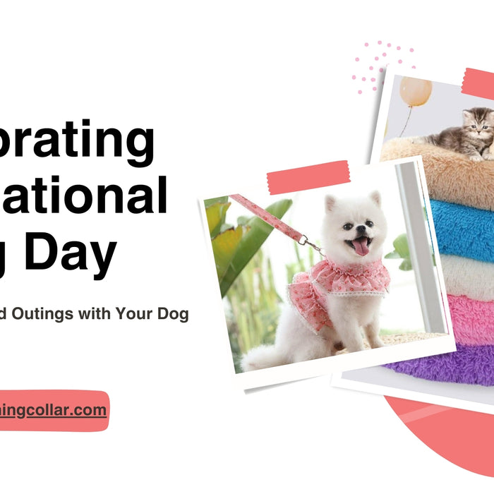 Celebrating International Dog Day: Fun Activities and Outings with Your Dog