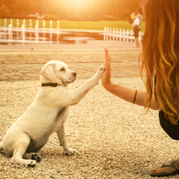 10 Things To Know Before You Use A Training Collar On Your Dog