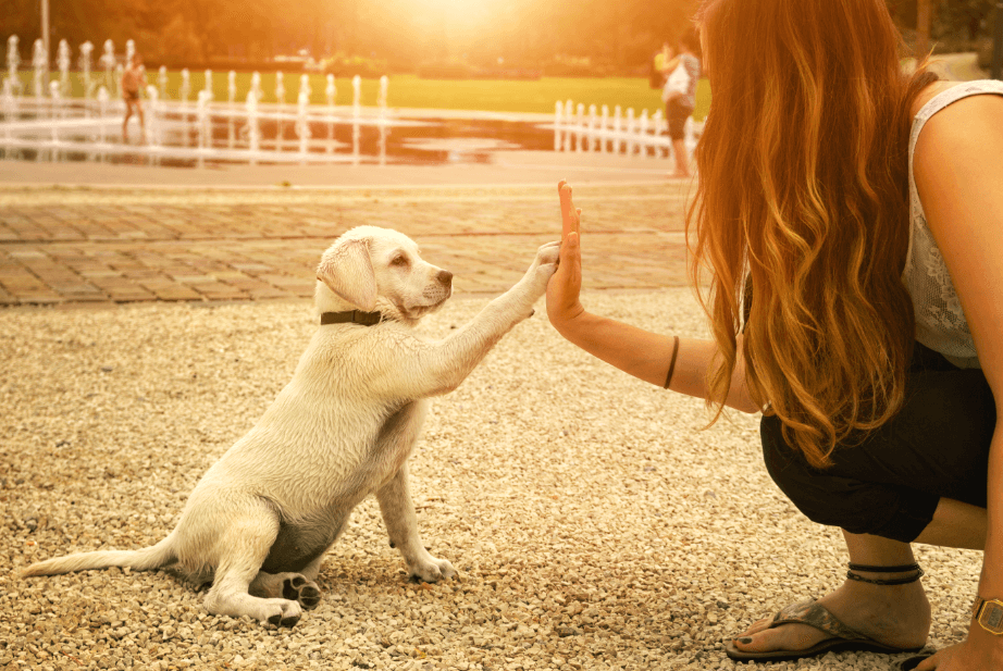 10 Things To Know Before You Use A Training Collar On Your Dog