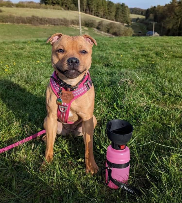 Leak Proof Portable Pet Water Bottle