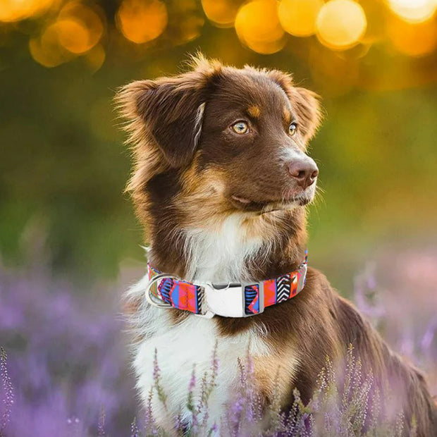 Personalized Nylon Collar For Dogs