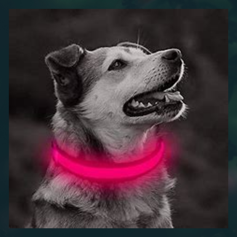 Ziggy LED Dog Collar - USB Rechargeable - Glow In Dark