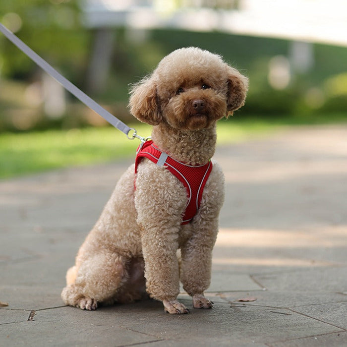 Adjustable Harness Leash Set For Small Dogs